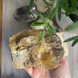 Natural Petrified Wood Uv reactive large piece